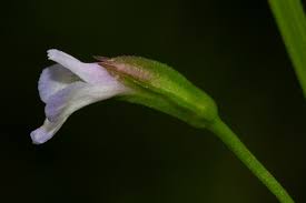 Image result for Torenia thouarsii