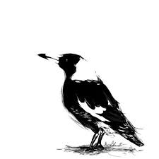 Australian Bird With Black Head And White Body Magpie Clipart Branch Tattoo Magpie Tattoo Magpie Art Bird Art