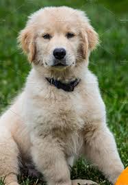 Soulful Eyes Golden Retriever Puppy Golden Retriever Puppy Golden Retriever Puppies