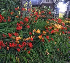 Image result for Crocosmia