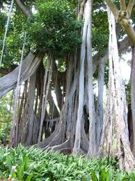 Jardin Botanico De La Orotava Der Botanische Garten Teneriffa Urlaub Teneriffa Botanischer Garten
