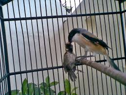 Kumpulan gambar burung nuri hias gambar burung nuri bayan jantan klasifikasi ilmiah burung nuri bayan kerajaan:animalia filum: Burung Cendet Penyakit Kutu Burung Yang Menyerang Burung Cendet Dan Cara Penangannannya Penangkaran Burung Cendet Burung Cendet Penyakit Kutu Burung Yang Menyerang Burung Cendet Dan Cara Penangannannya Penangkaran Burung Cendet