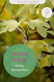 Feigenbaum Uberwintern In 2020 Feigenbaum Feigen Pflanzen