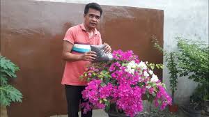© © all rights reserved. Gak Nyangka Aja Dengan Pupuk 500 Rupiah Membuat Rimbun Bunga Bougenville Youtube