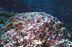Does coralline algae need light to grow. 10 Facts Why Coralline Algae Is Important For Reef Tank Exclusive