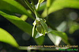 Image result for Artabotrys modestus