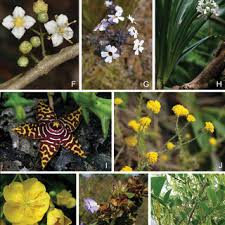 Image result for Sericanthe chimanimaniensis