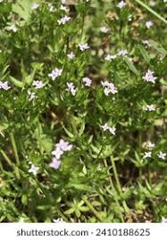 Image result for Diodia flavescens