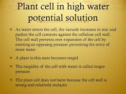 The cell does not burst due to the cell wall, and hence the cell becomes very hard. Diffusion Osmosis Active Transport Ppt Video Online Download