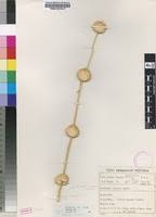 Image result for Acrotome inflata