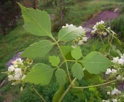 Image result for Cardiospermum grandiflorum