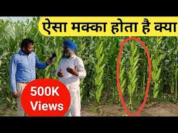 About press copyright contact us creators advertise developers terms privacy policy & safety how youtube works test new features press copyright contact us creators. Hybrid Maize Seeds Wholesale Price Mandi Rate For Hybrid Corn Seed