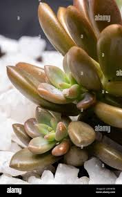 Image result for Crassulaceae