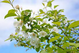 蘋果樹 樹 布魯姆 分支 葉子 白色的花 天空 性質 planting flowers nature garden leaf nature