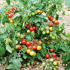 From fresh herbs, flowers to shrubs to small trees thrive in these containers. Grafted Tomato Plants F1 Lizzano Dobies