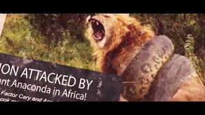 Anacondas belong to the boa family and are found in south america and the amazon basin. Download Lion Vs Giant Anaconda Snake Real Fight Mp4 Mp3 3gp Naijagreenmovies Fzmovies Netnaija