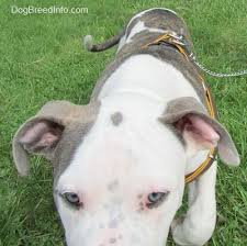 But if you see spots of whites, there is a possibility. American Pit Bull Terrier Dog Breed Pictures 4