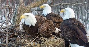 Although bald eagles will accept an easy meal of carrion , they prefer to dine on fish. A Rare Bald Eagle Trio Two Dads And A Mom Captivates Webcam Fans Audubon