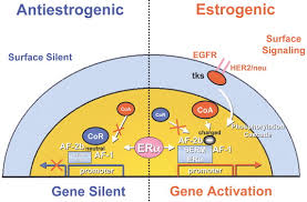 Image result for Selective Estrogen Receptor Modulator