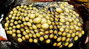 The common suriname toad is native to south america. Evolution Puts On The Best Freak Show Going Facts So Romantic Nautilus