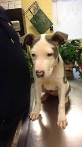 Founded in 1906, associated humane societies is a social service and welfare organization that provides various related services. Friends Of The Newark Nj Animal Shelter Home Facebook