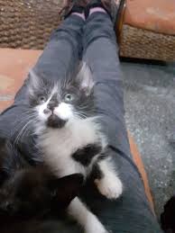 Lucy en adopción responsable.Tiene un mes y medio.Castracion a los 6  meses.Posibilidad económica de darle un buen alimento ,vacunas y atención  veterinaria si fuera necesario .Solo a departamento o casa con murales