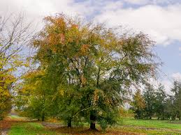 Image result for Ulmus parvifolia