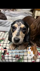 Domino is fitting in so well with my pack! #blackcreamdapple #domino  #dappledachshund #smoothcoat #dachshund