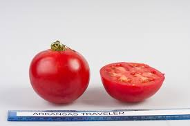 Tomato Varieties Rutgers Njaes