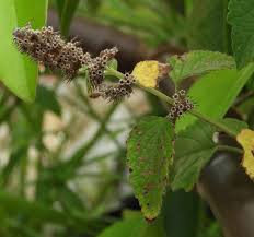 Image result for Mesosphaerum pectinatum