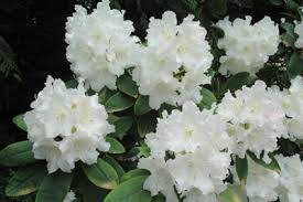 Rhododendron Hybrids Cultivars Loder S White Rhododendron Azaleas Hybrids