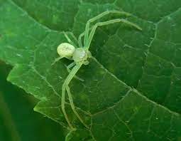 It is the largest north american species in the family oxyopidae. Green Crab Spider Facts Identification And Pictures