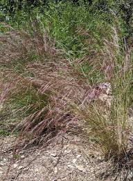 Image result for Aristida effusa