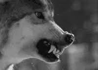 Adana de sforza white wolf fandom. White Wolf Gifs Get The Best Gif On Gifer