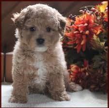 We did not find results for: Rolling Meadows Puppies Maltipoo Poochon Shichon Poo