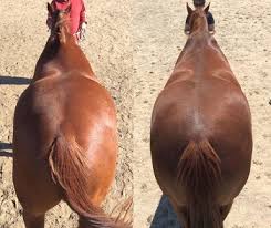 Client Testimonials Balanced Horse Services