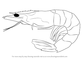 They even have a list of candidates, which includes the. Learn How To Draw A Shrimp Other Animals Step By Step Drawing Tutorials