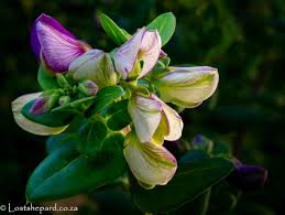 Image result for Polygala xanthina