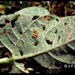 This copper colored beetle resembles the mexican bean beetle but is larger and has 14 spots as compared to 16 spots. Mexican Bean Beetle Home And Garden Ipm From Cooperative Extension University Of Maine Cooperative Extension