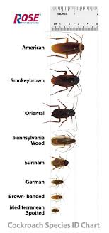 Variable frequency ultrasonic waves drive pests away, then keep them away. Cockroaches
