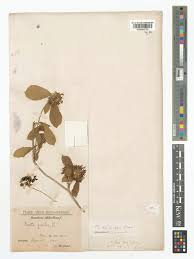 Image result for Pavetta klotzschiana