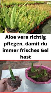 Aloe Vera Richtig Pflegen Damit Du Immer Frisches Gel Hast In 2020 Pflanzen Aloe Vera Pflanze Garten Anpflanzen