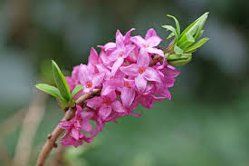 Image result for Daphne mezereum