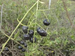 Image result for Salvadoraceae