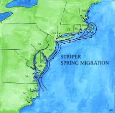 Striped Bass Migration