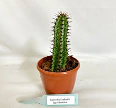 Image result for Crassula rhodesica