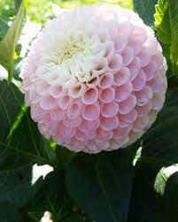 Pin On Dahlias Lollipop Pompom