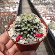 Mammillaria plants are of small size and are now regarded to be perfect for mass distribution thanks to the easiness of their growing and propagation. Mammillaria Schiedeana Uhlig Kakteen More Than 5 000 Different Species