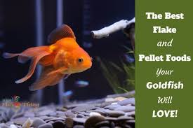 Best Goldfish Food Flakes And Pellets Your Goldfish Will Love Betta Fish Goldfish Betta Aquarium