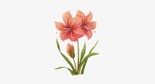 Floral background with soft flower and leaves design. Jpg Transparent Flowers Painting Transprent Png Amaryllis Leaves Watercolor Transparent Png 564x564 Free Download On Nicepng